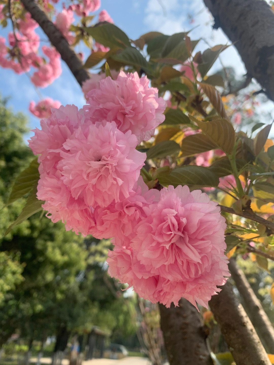 樱花有多少种颜色图片