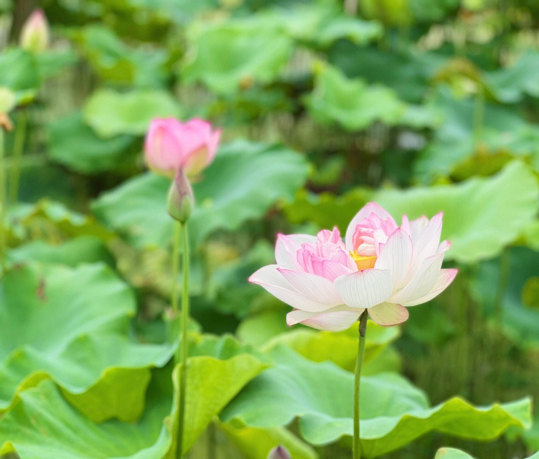 南昌周边罗渡莲花