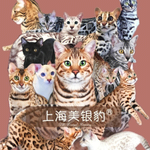 银豹猫价位图片