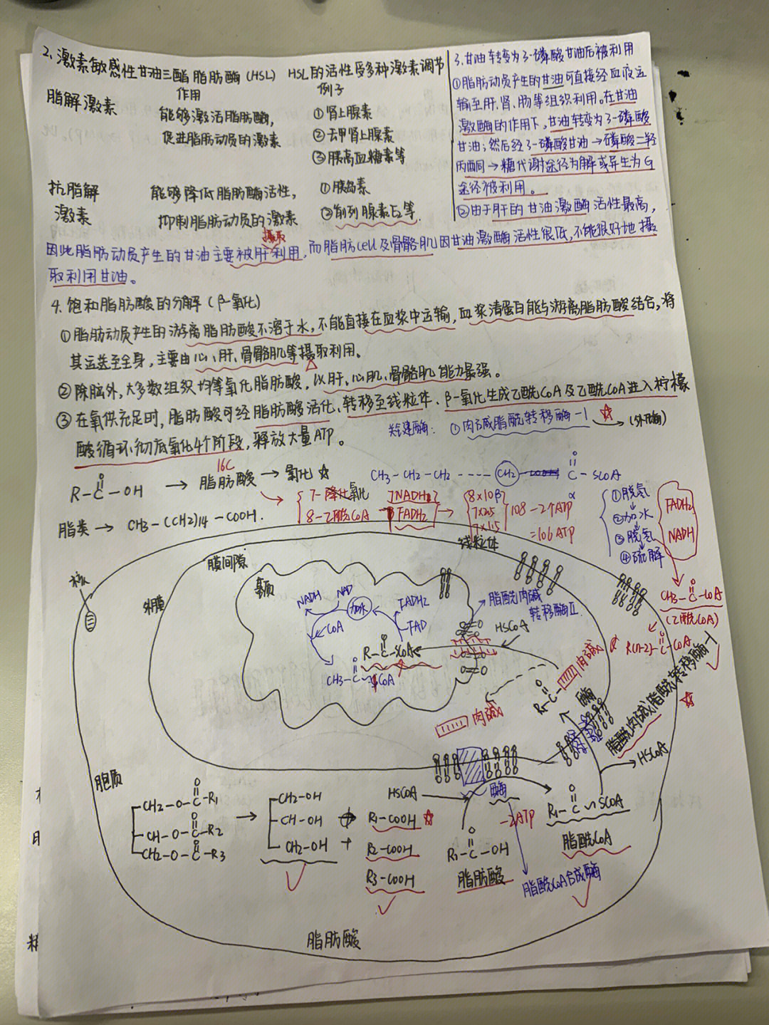 拜占庭国旗四个β图片