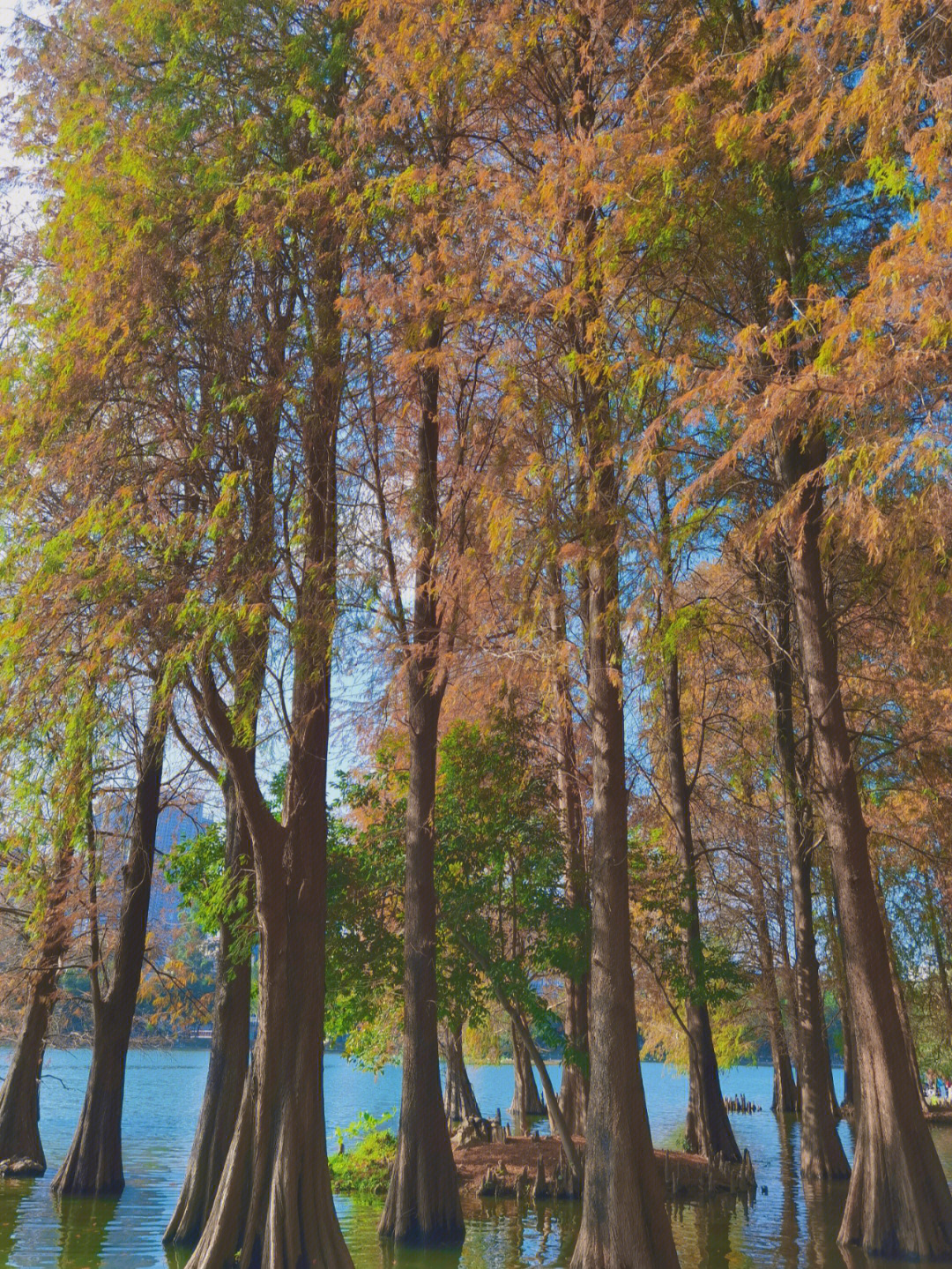 洪湖公园春天里的落羽杉空气中飘过一阵阵香味,一抹暖阳就温暖了这个