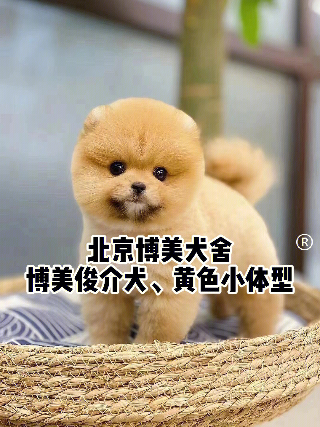 俊介犬名字大全图片