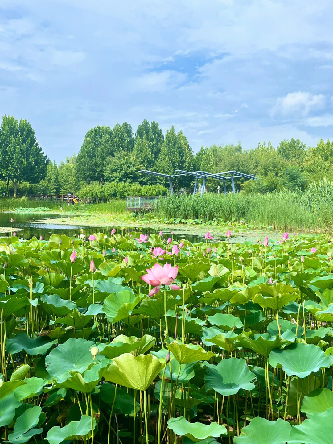 郑州北龙湖荷花池塘