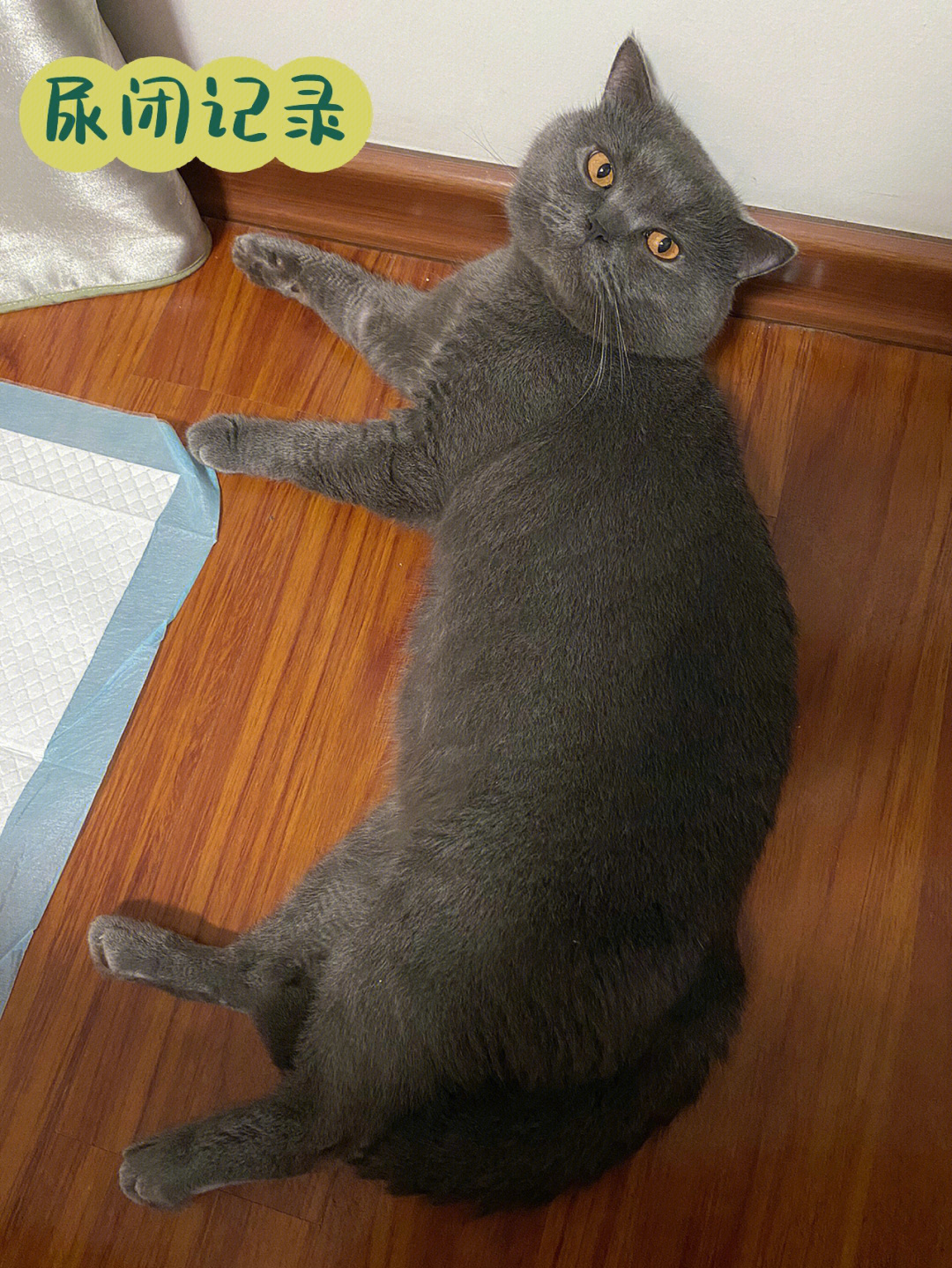 3岁蓝猫体重图片