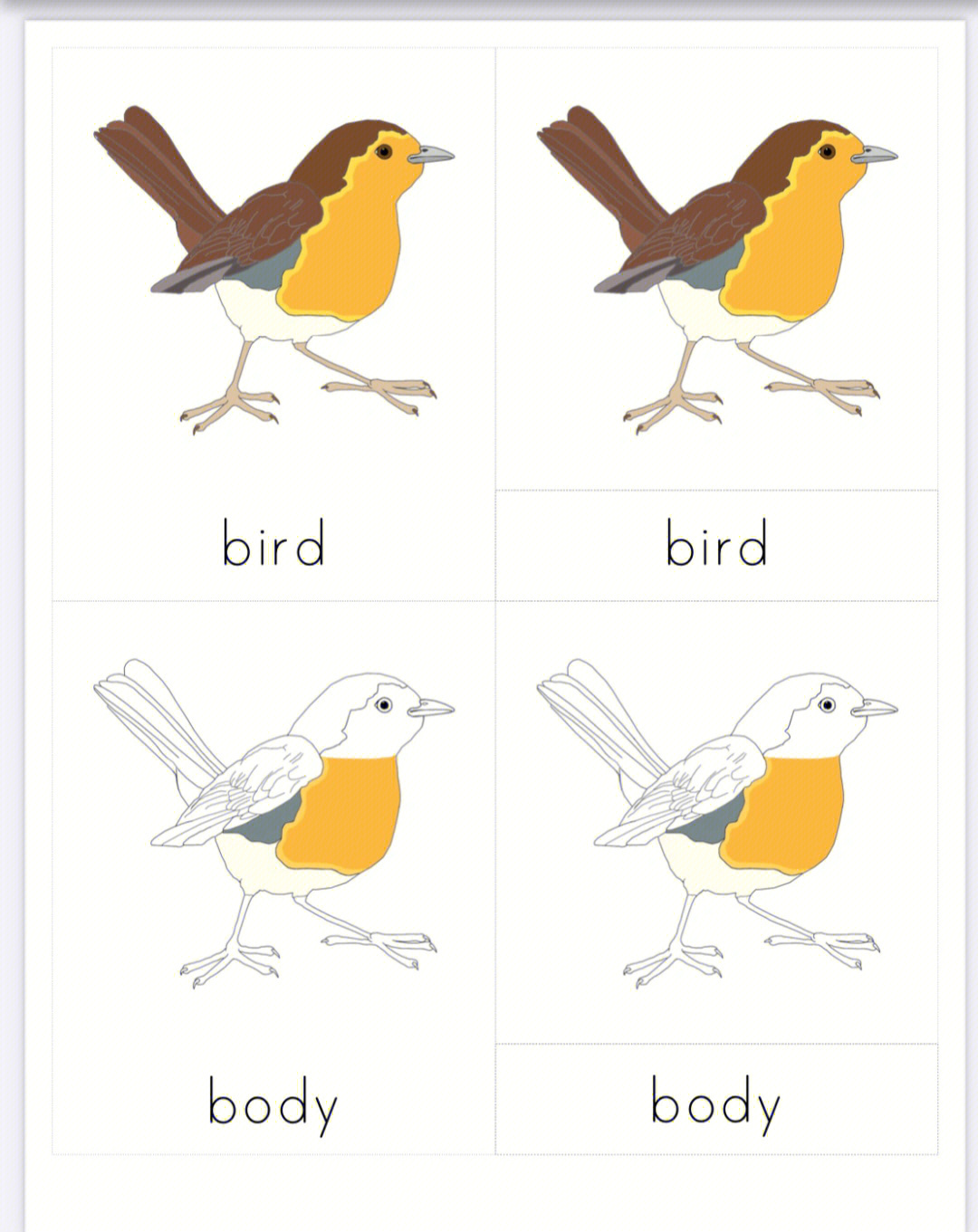 各种各样的小鸟英语图片
