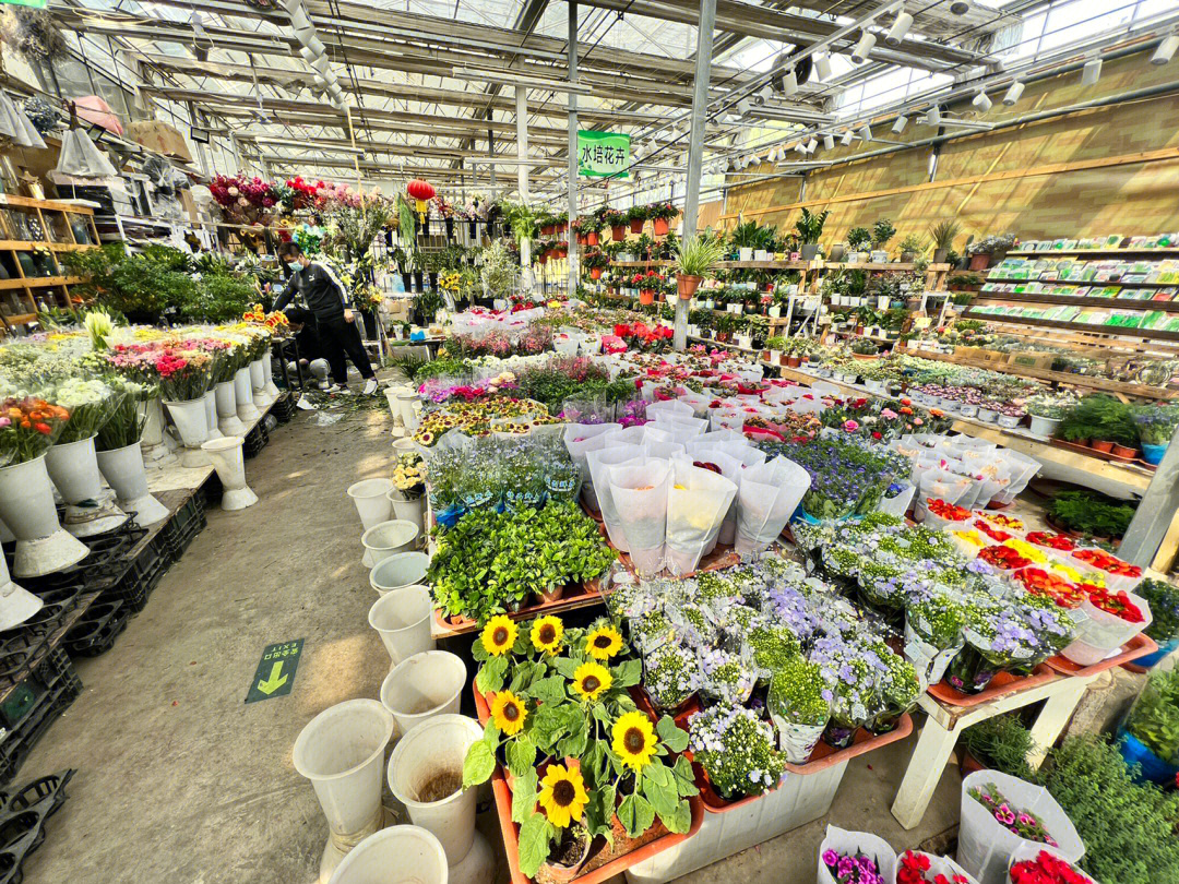 沈阳营城子花卉市场图片
