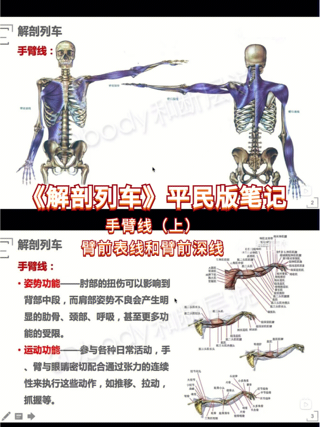 解剖列车手臂线上前侧经线概述