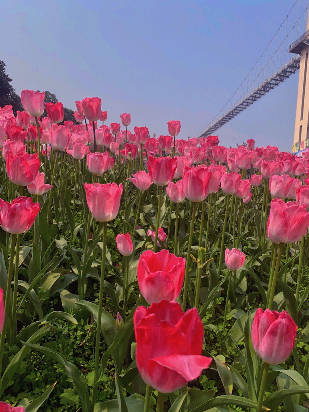 成都漫花庄园网红打卡地