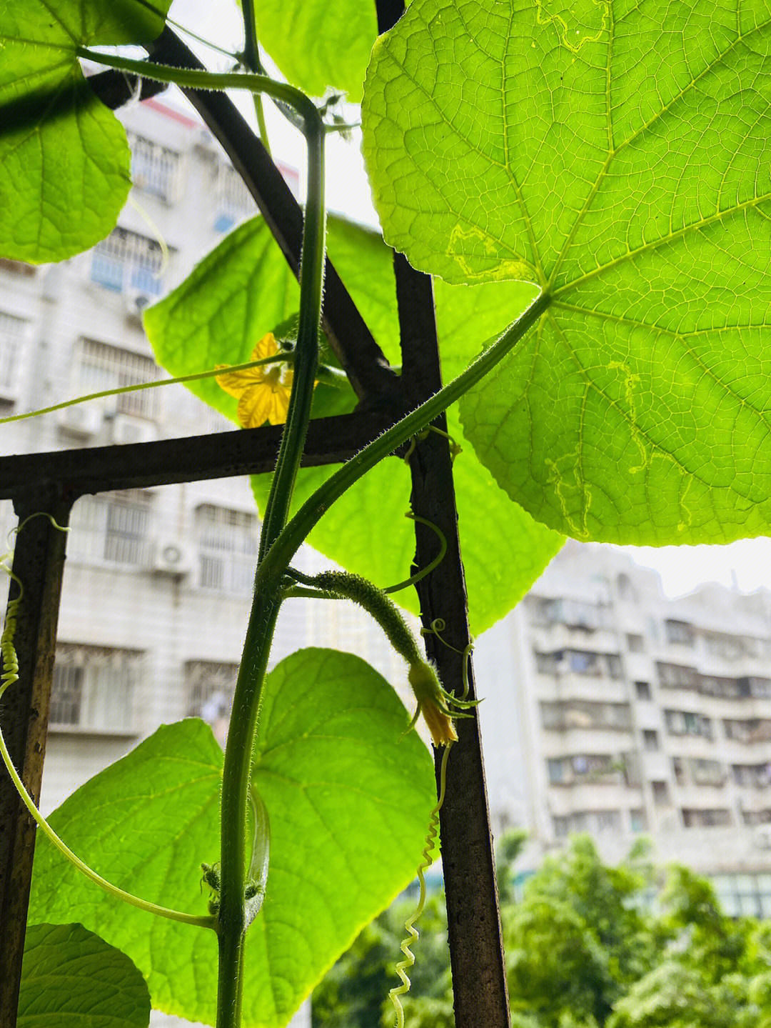 封闭阳台种黄瓜图片