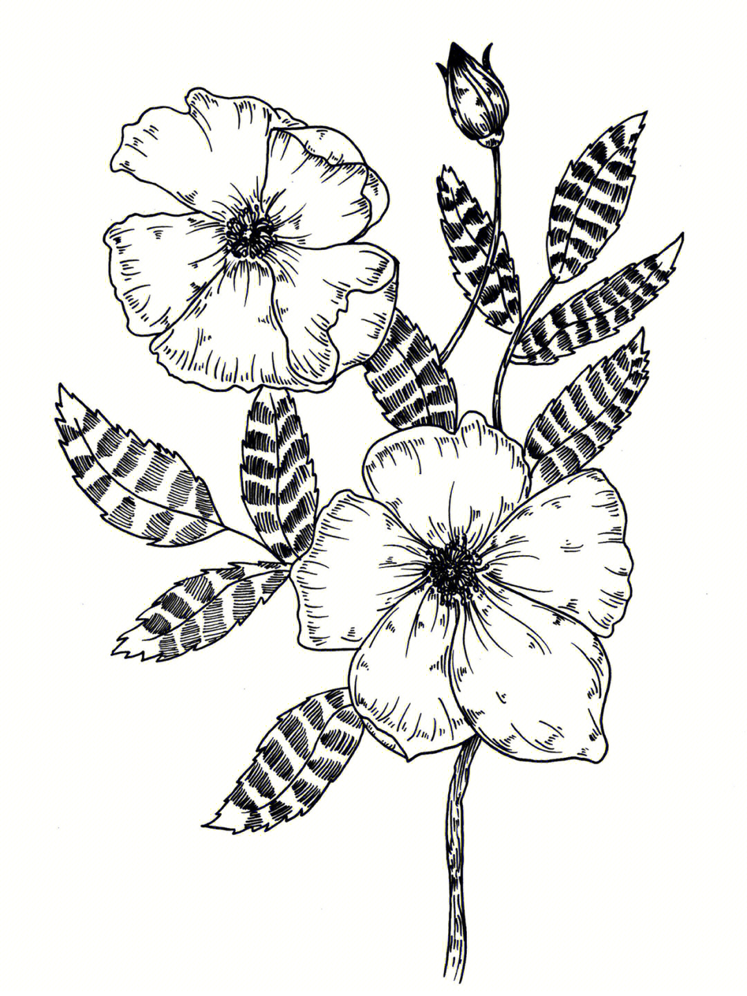 100张花卉线描图装饰画图片