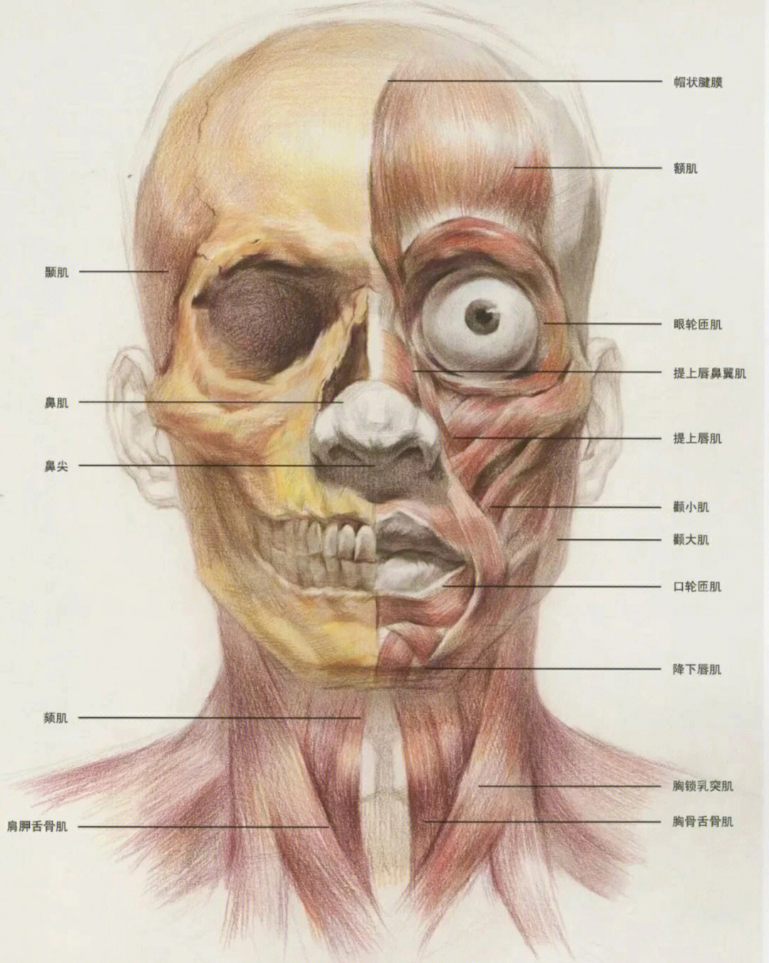 素描头像最本质的头骨与肌肉基础知识分析