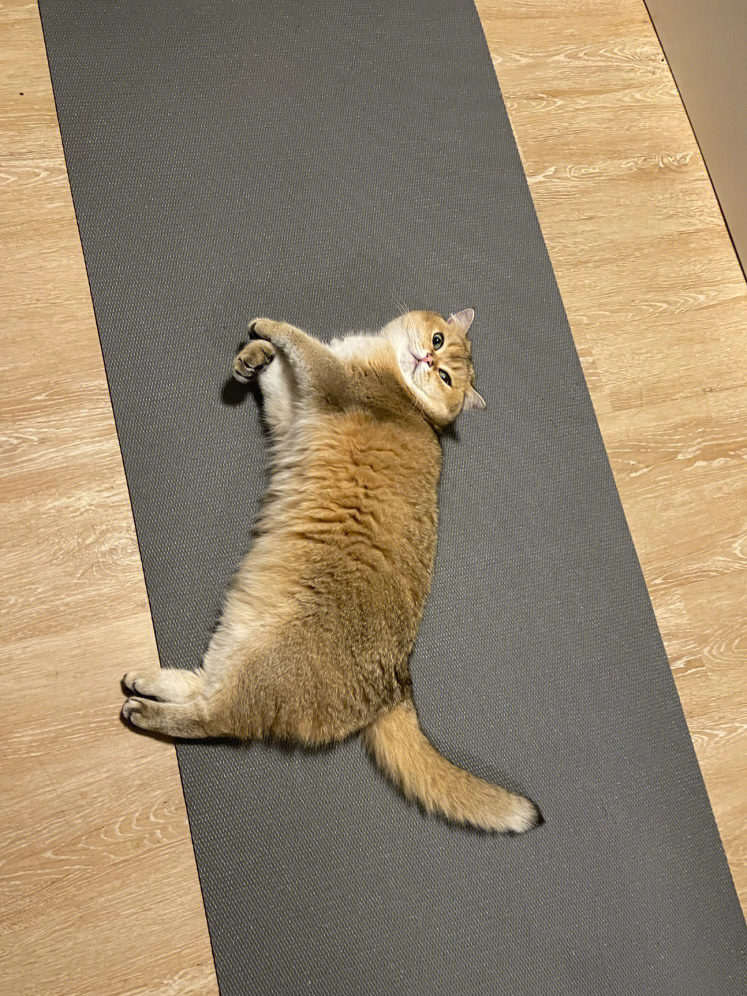 瑜伽垫睡觉搞笑图片图片