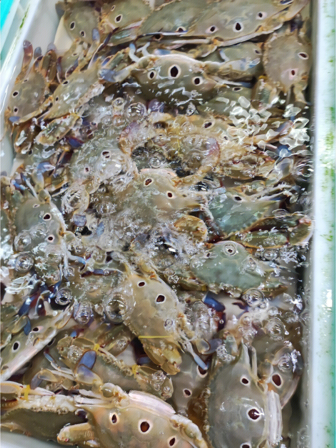 三眼蟹养殖图片