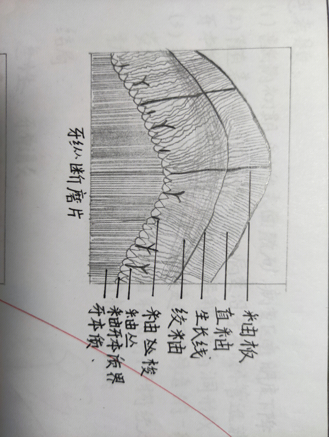 牙体组织纵断磨片绘图图片