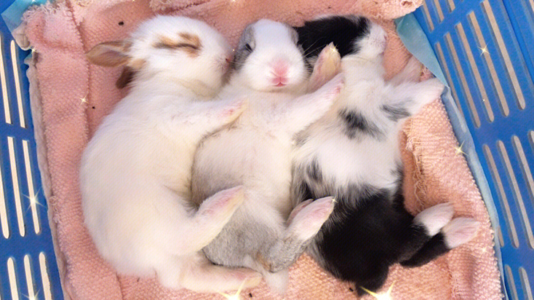兔子出生一到三十天图图片