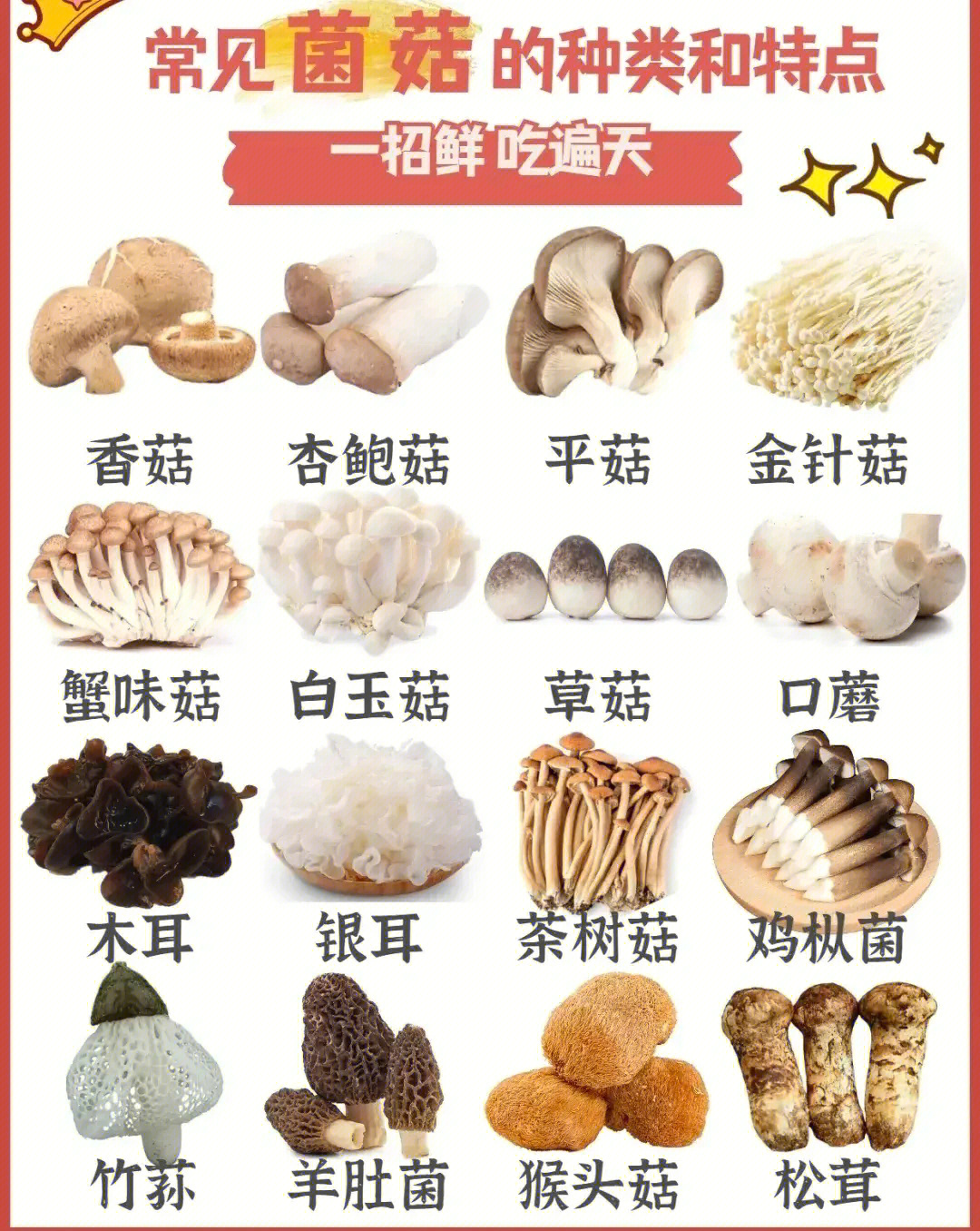 云竹老师分享常见菌菇种类