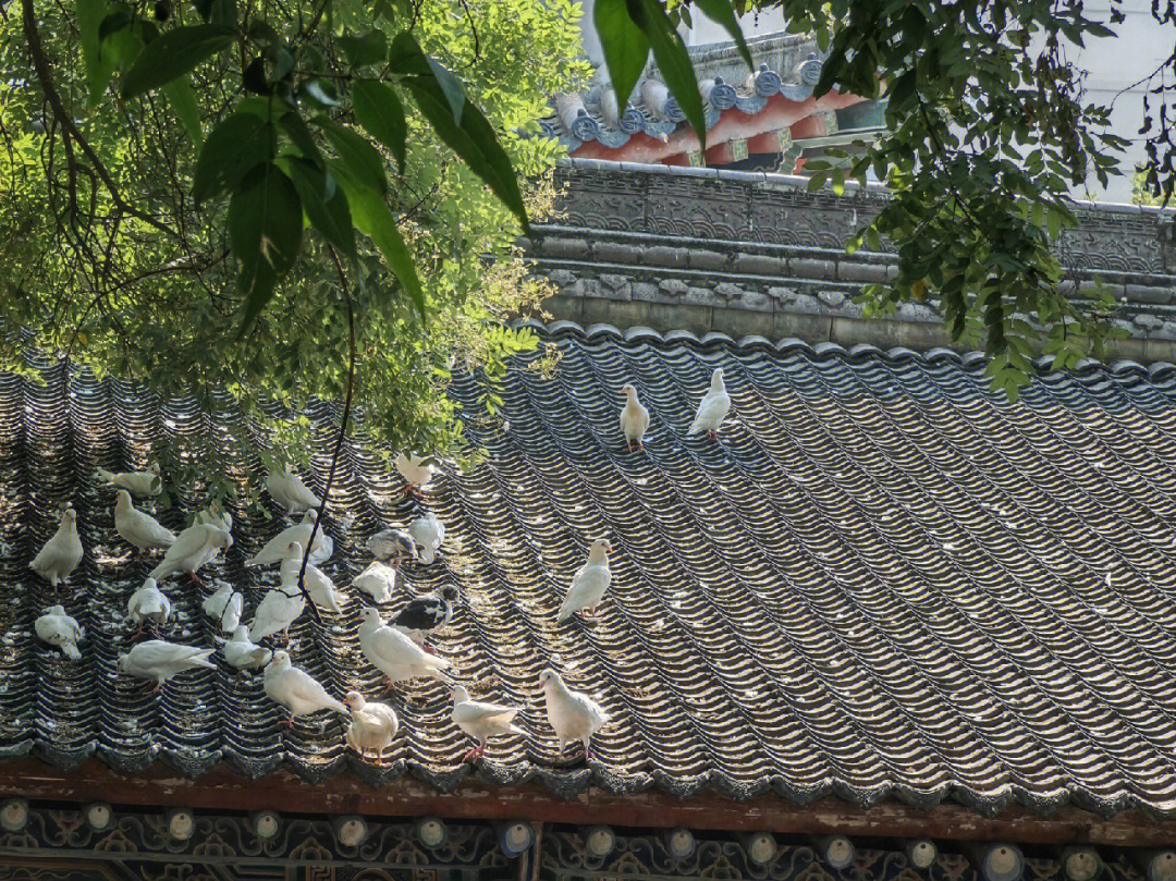万物皆有灵寺庙里的鸽子们