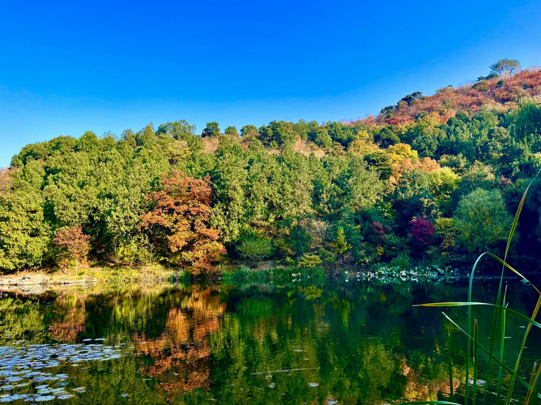 北京香山要想等红叶需要11月中旬以后