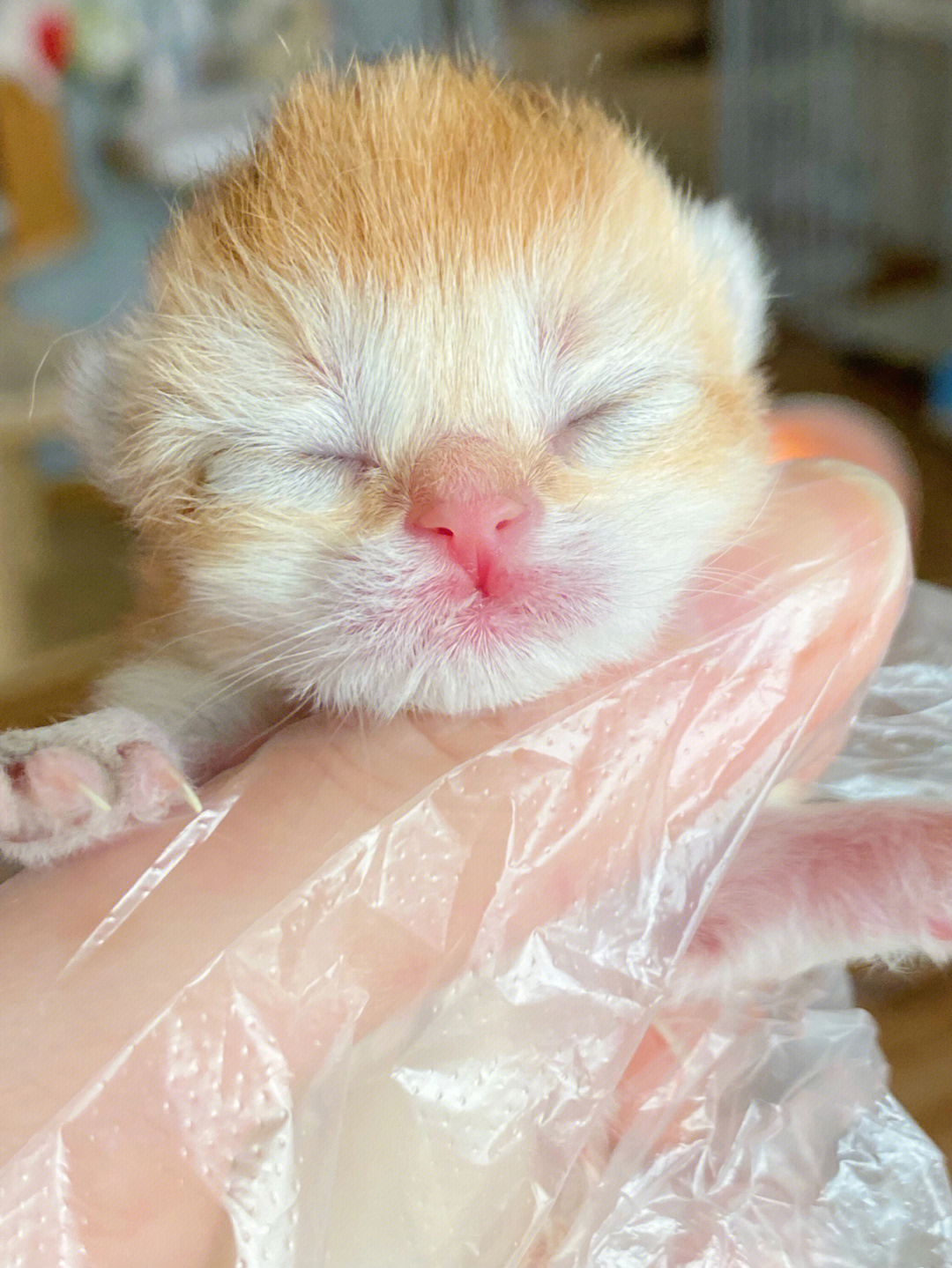金点猫刚出生的样子图片
