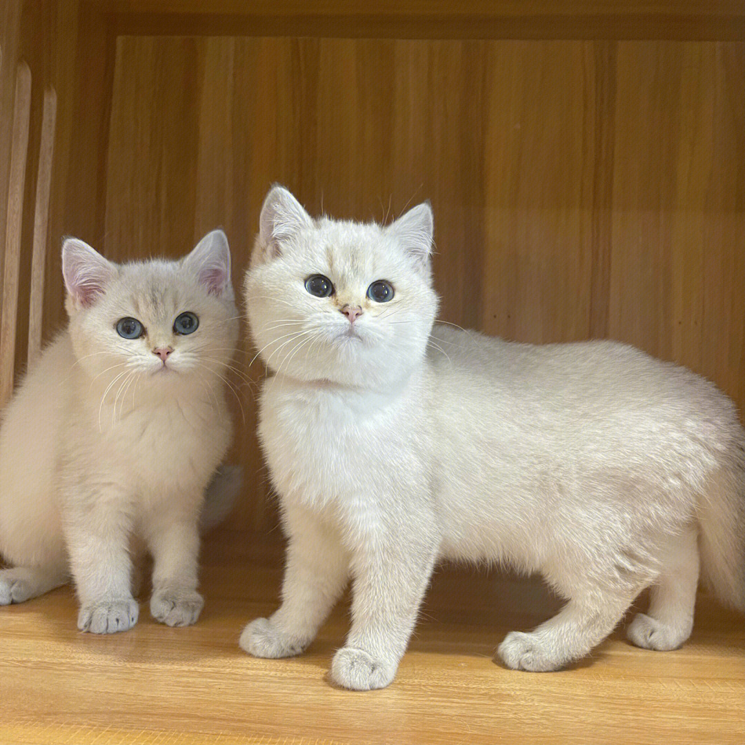 乳白猫和金渐层图片