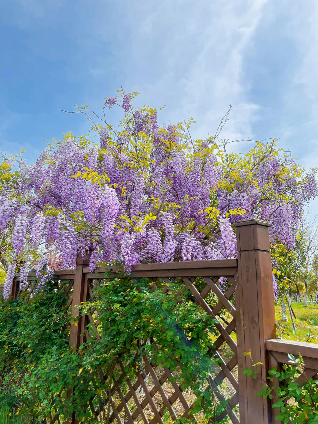 紫藤色盛开的季节#紫藤花#常州免费公园美景