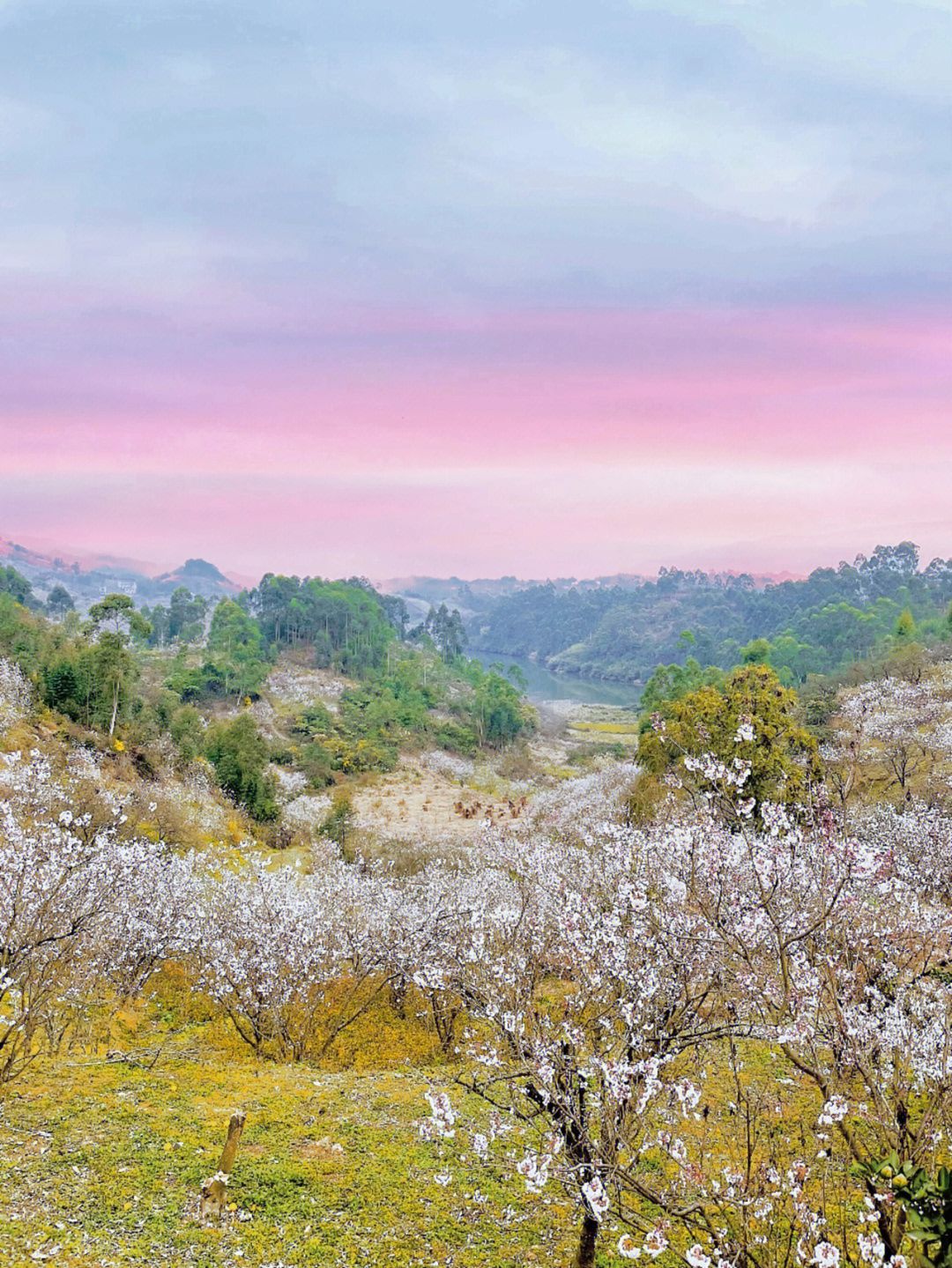 重庆璧山樱花图片