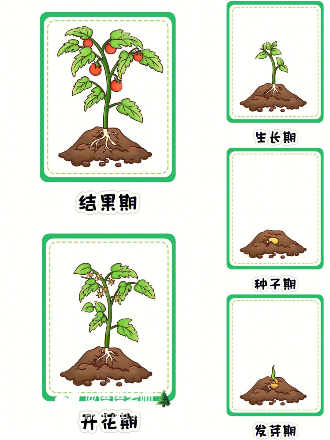 种子种植步骤图图片