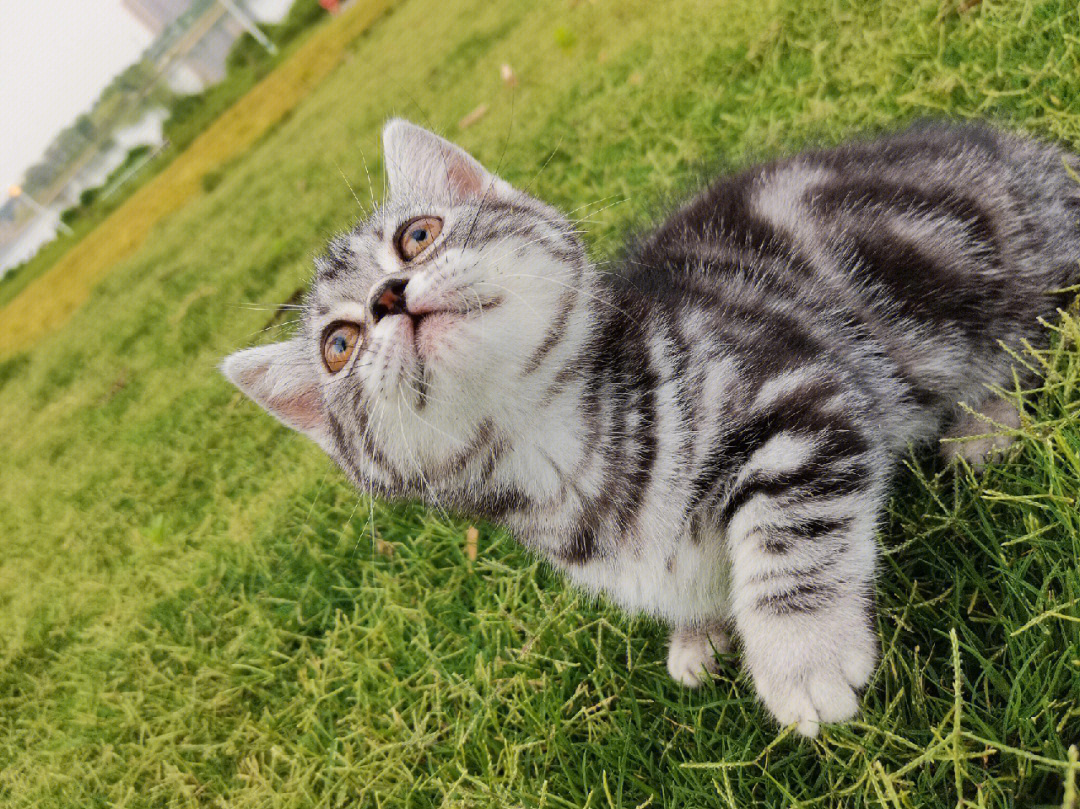 虎斑猫花纹种类图片图片