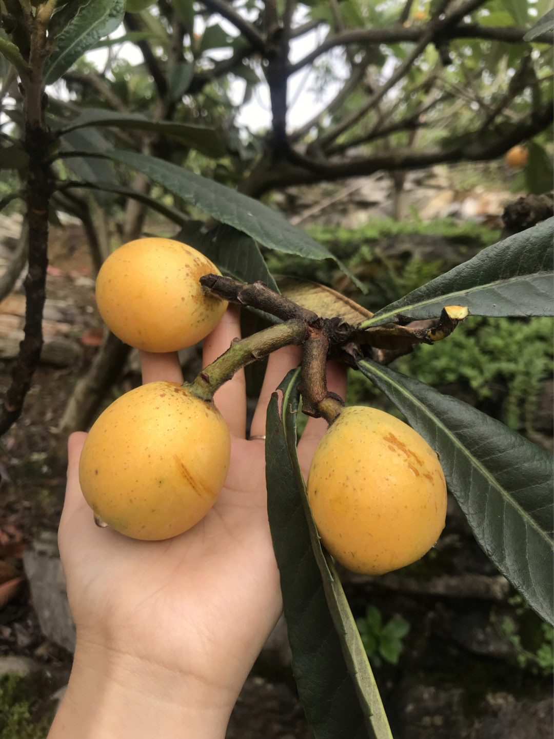 五一第二天假期终于雨过天晴抓紧时间到果园里采摘枇杷好可惜这几天的