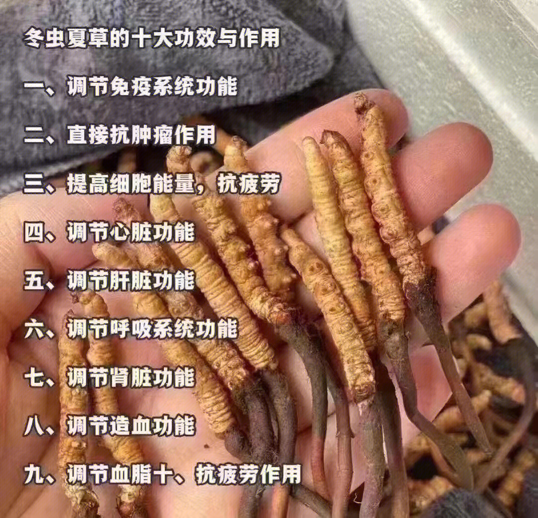 蚕虫草的作用图片图片