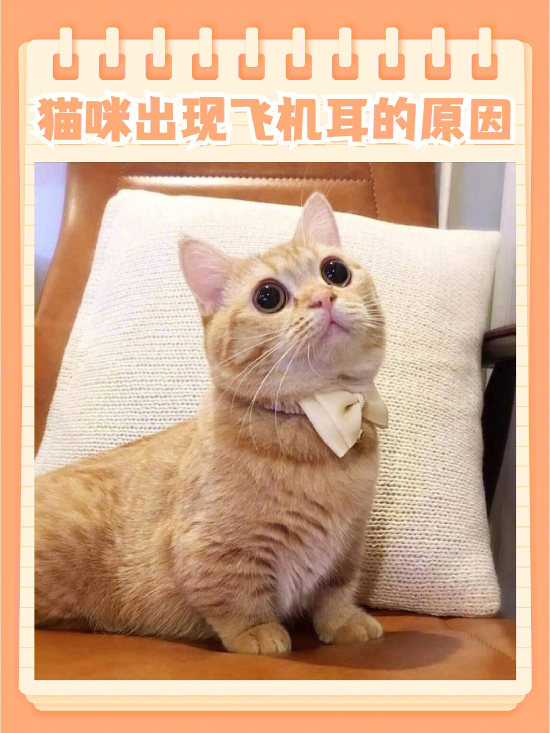 猫咪一摸头就飞机耳图片