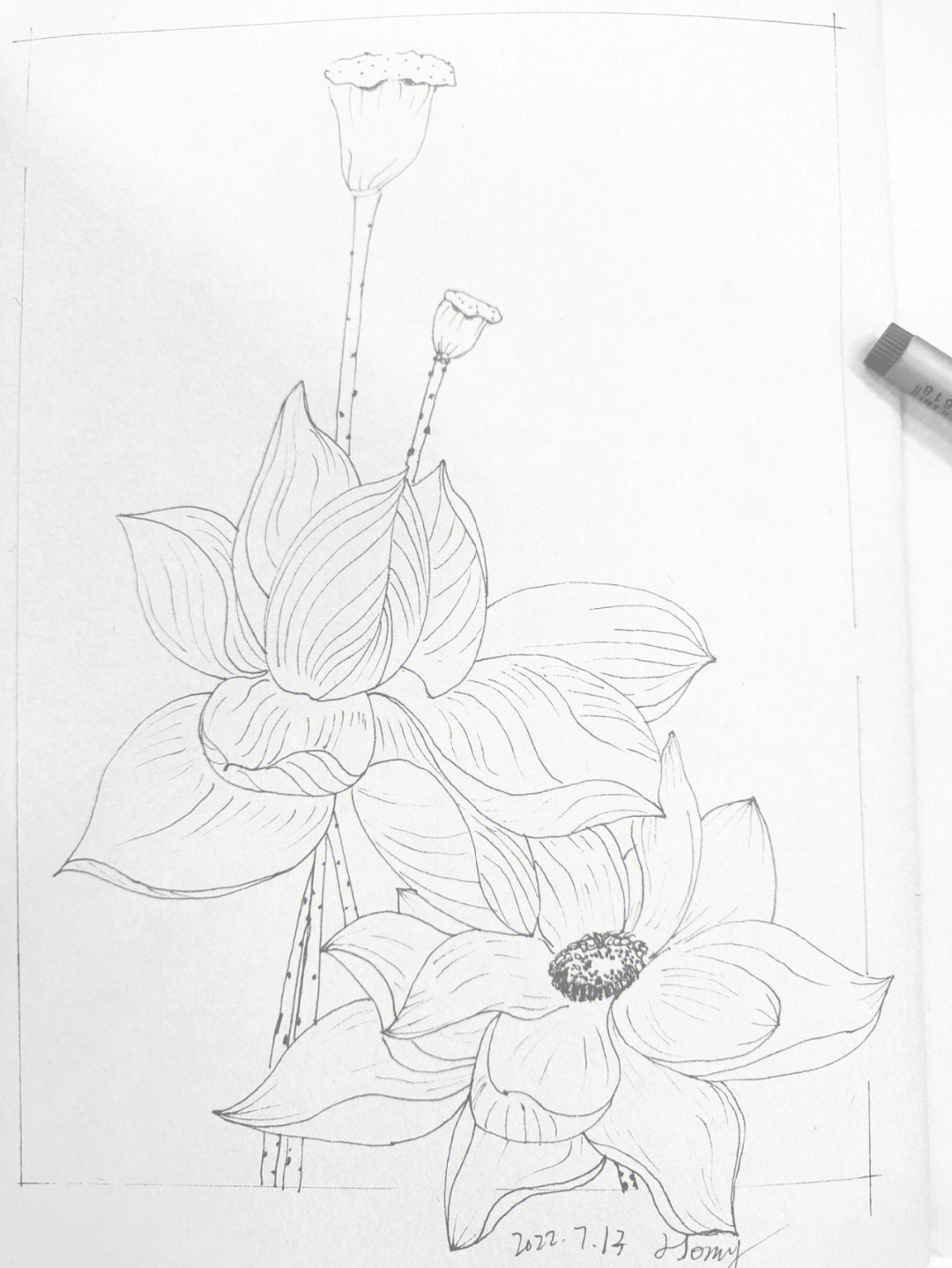 莲花铅笔画画法图片