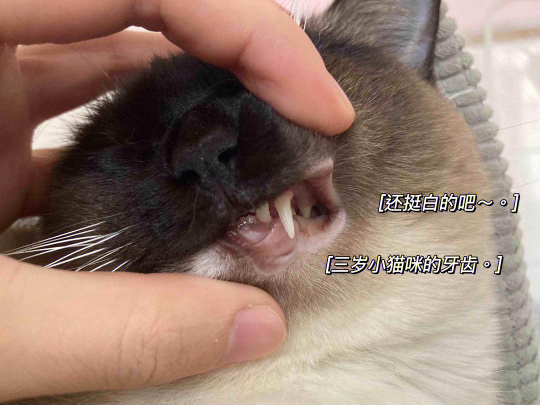 猫年龄牙齿对照表图片