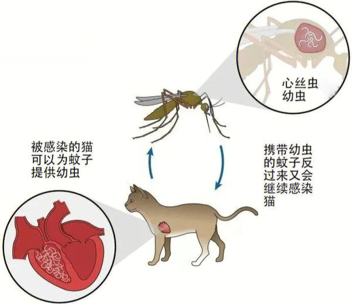 心丝虫卵图片