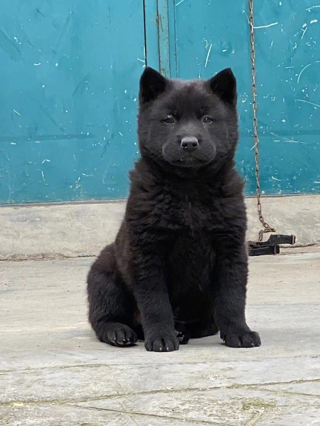 中华田园犬