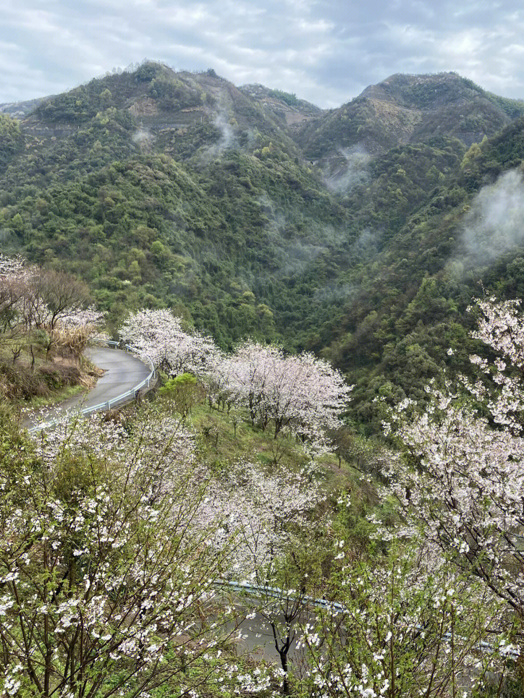 四明山悬岩村樱花图片