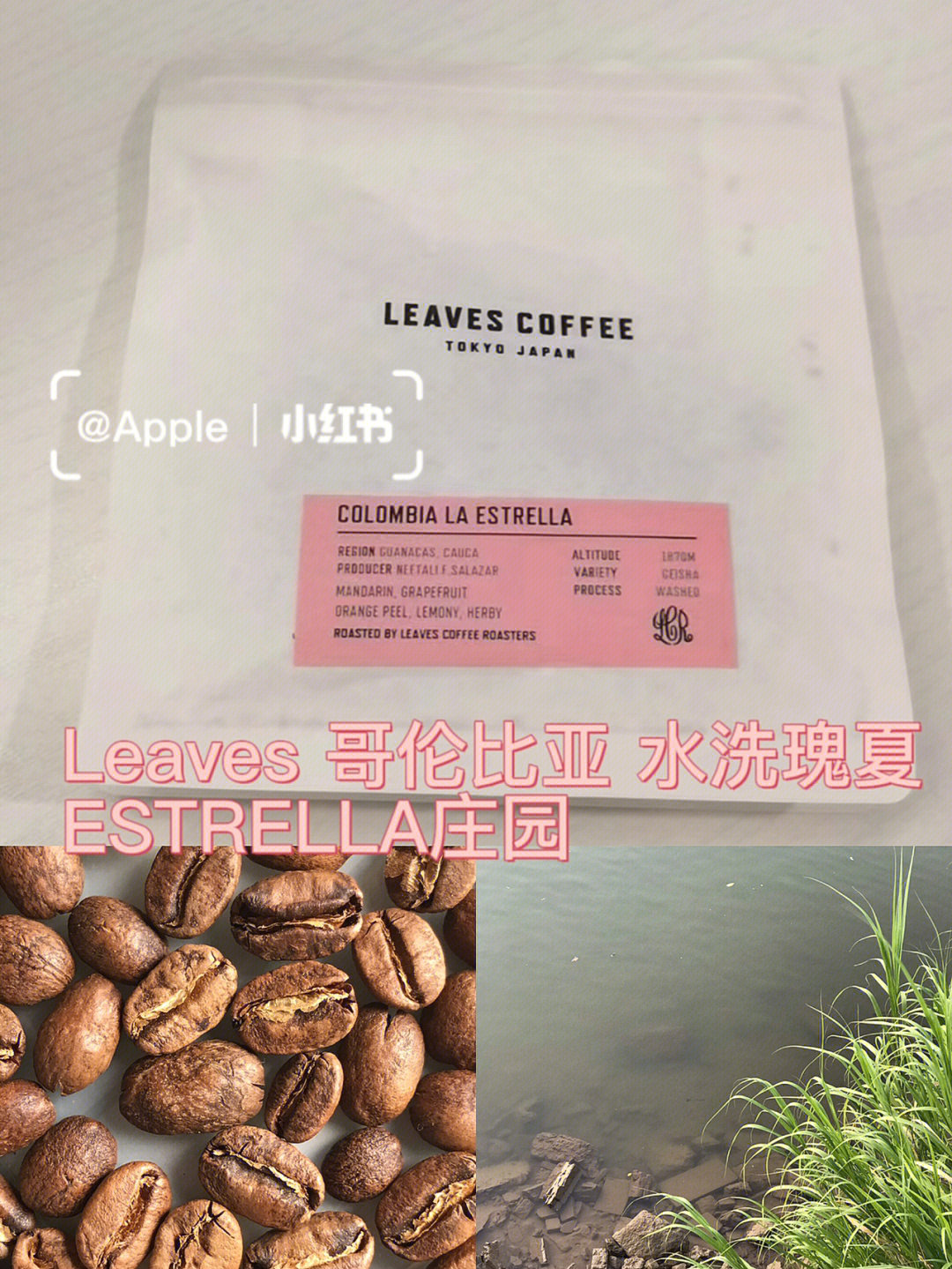 leaves哥伦比亚水洗瑰夏estrella庄园