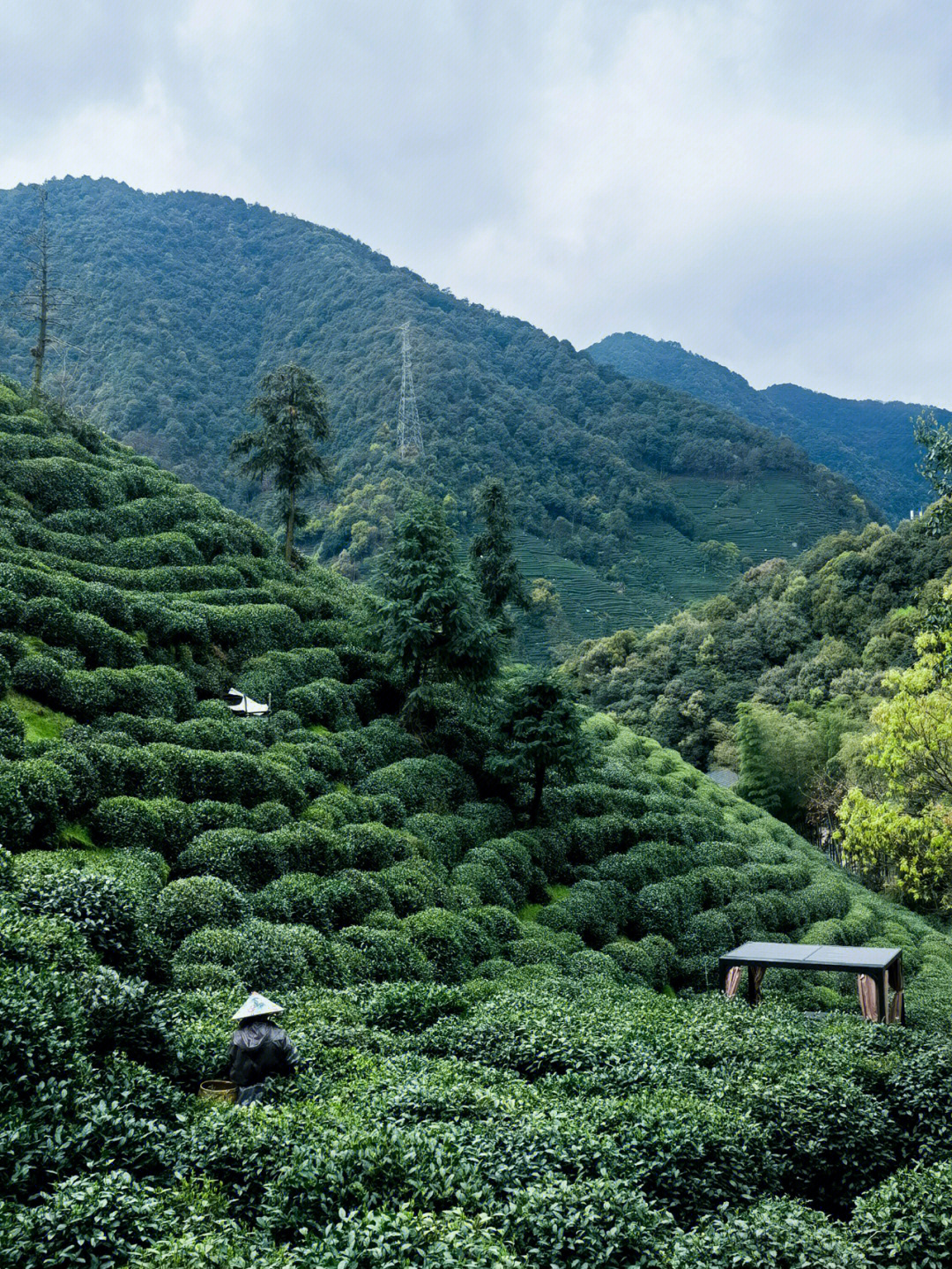 西湖龙井高山茶