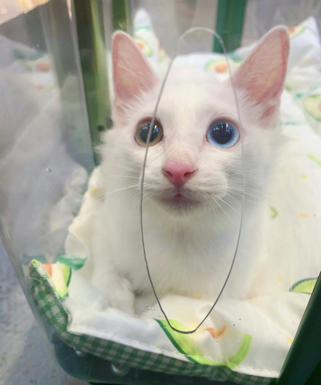 谁能拒绝一只白色异瞳小猫咪呢