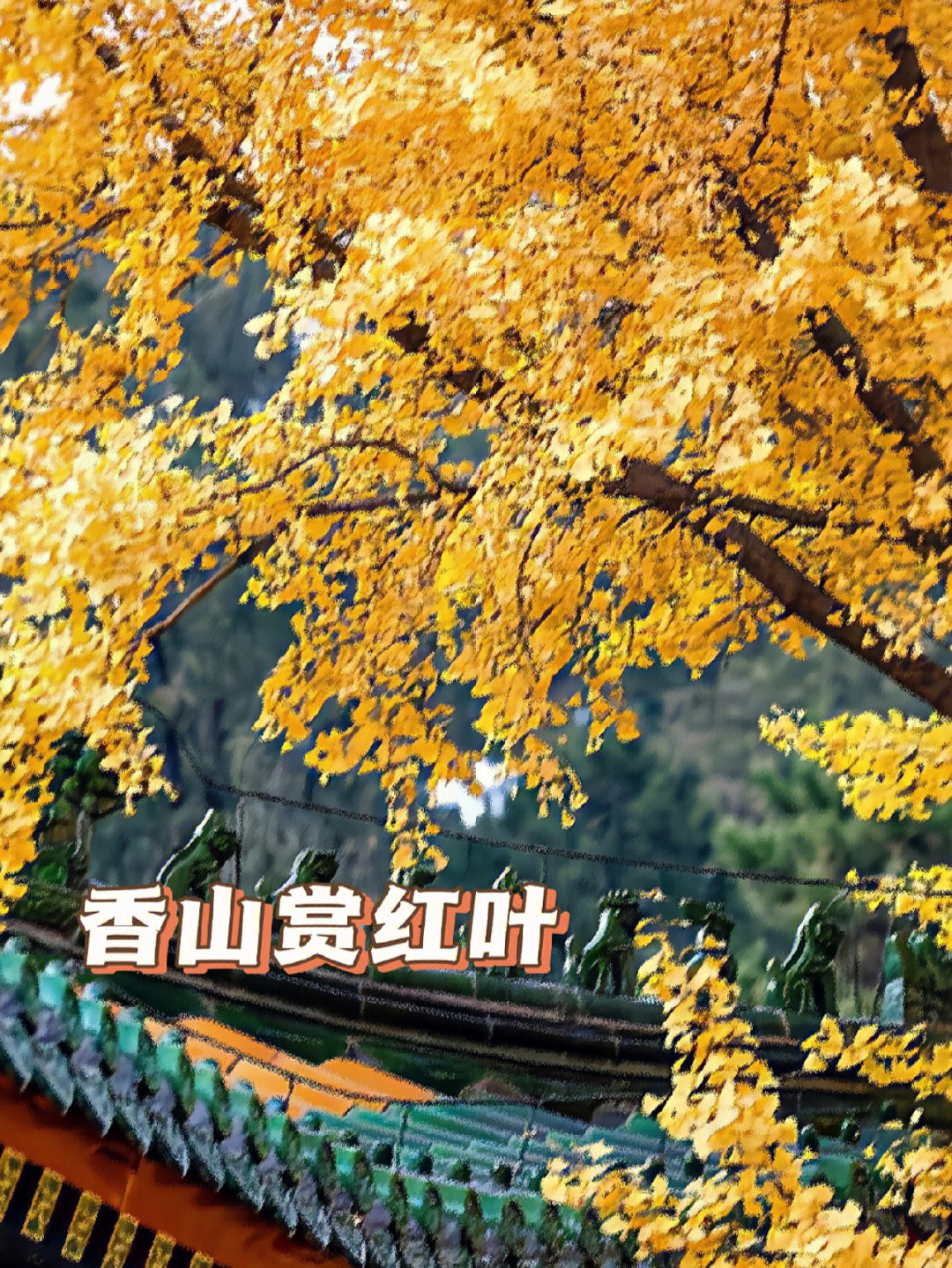 这周末北京香山公园开始进入红叶93最佳观赏期98啦!