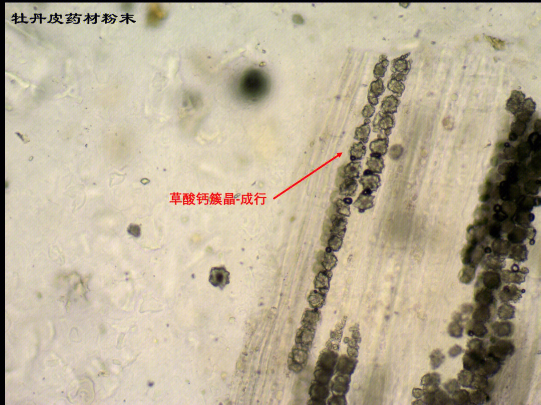 白芍草酸钙簇晶手绘图图片