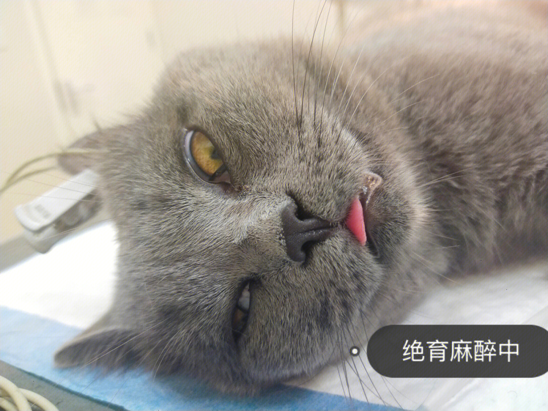 猫咪绝育表情都这么痴呆吗