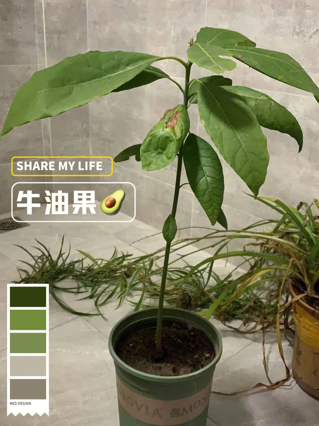 牛油果盆栽种植方法图片