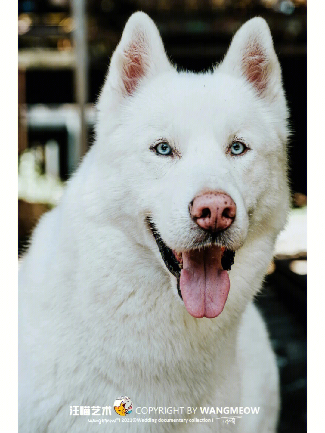 白色哈瓦那犬图片图片