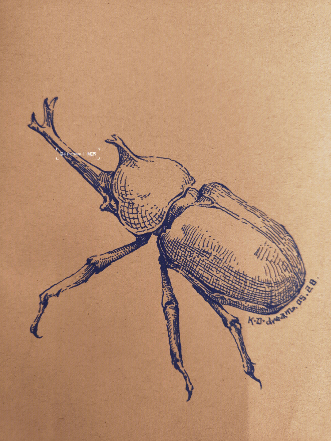 甲虫线描画图片
