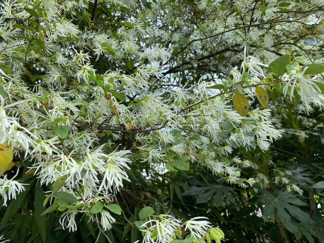 今日遇见白花檵木