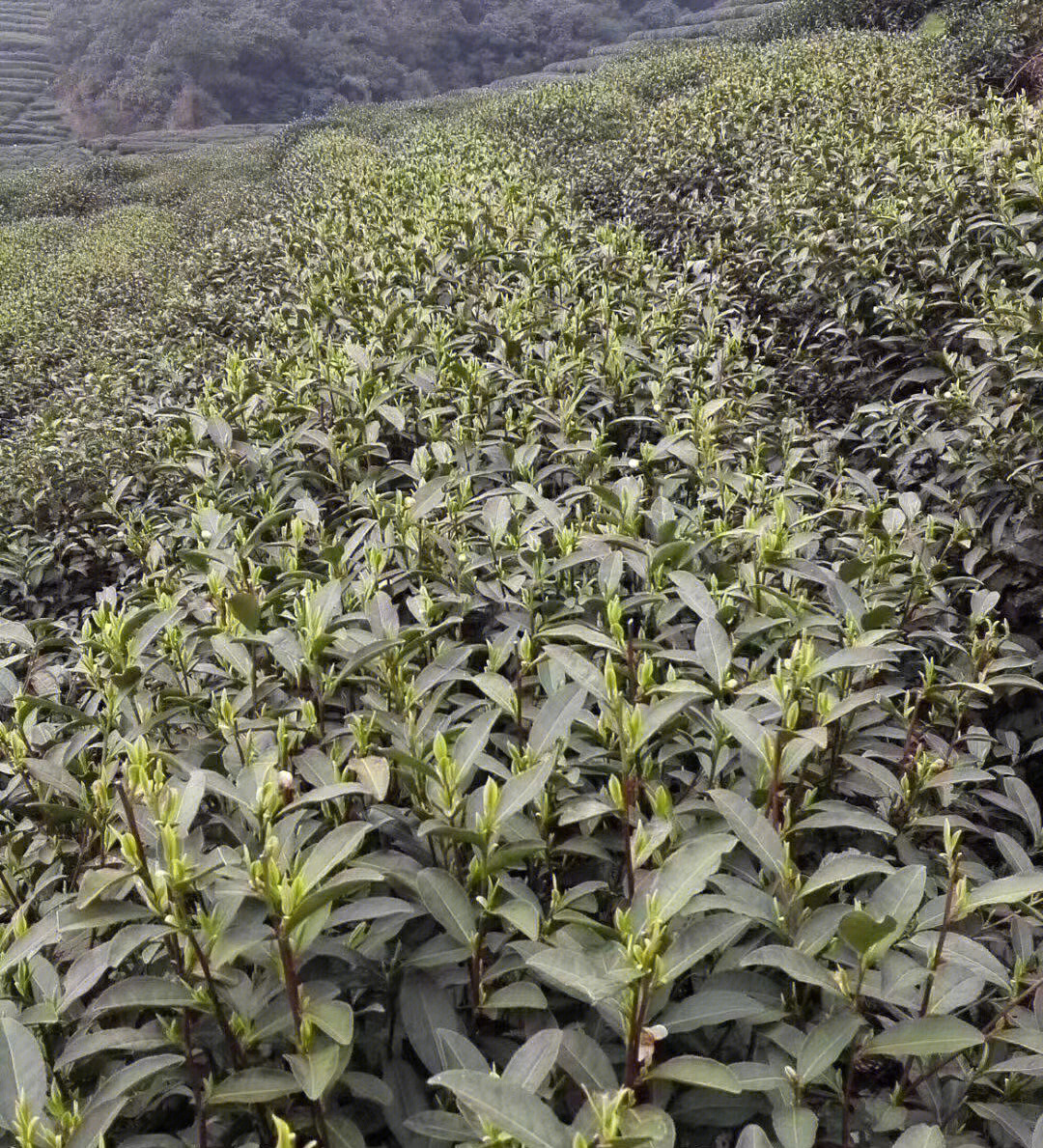 产自回山的高山茶叶,纯绿色,无污染,无农药残留.