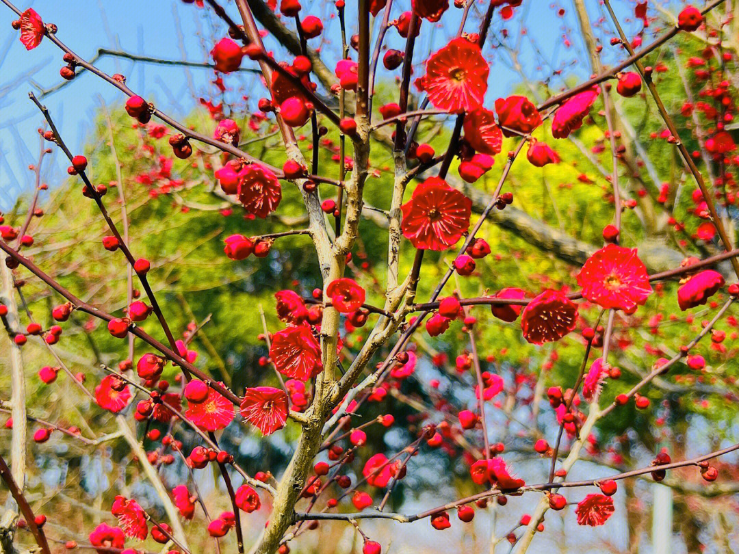 世纪公园的梅花