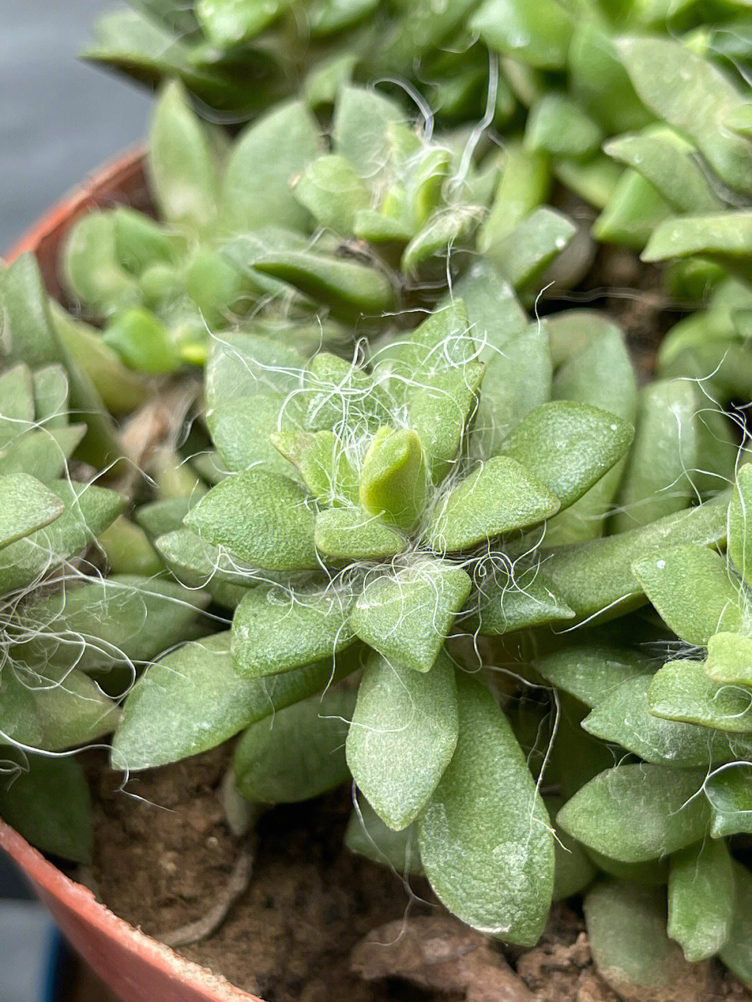 发丝多肉植物掉叶子图片