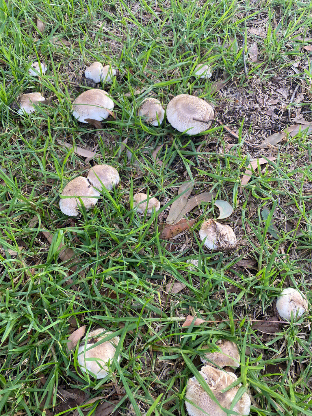 求问这种野蘑菇可以吃吗
